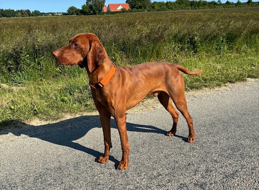 Malling's Jack Jack (Elvis) DK02486/2024