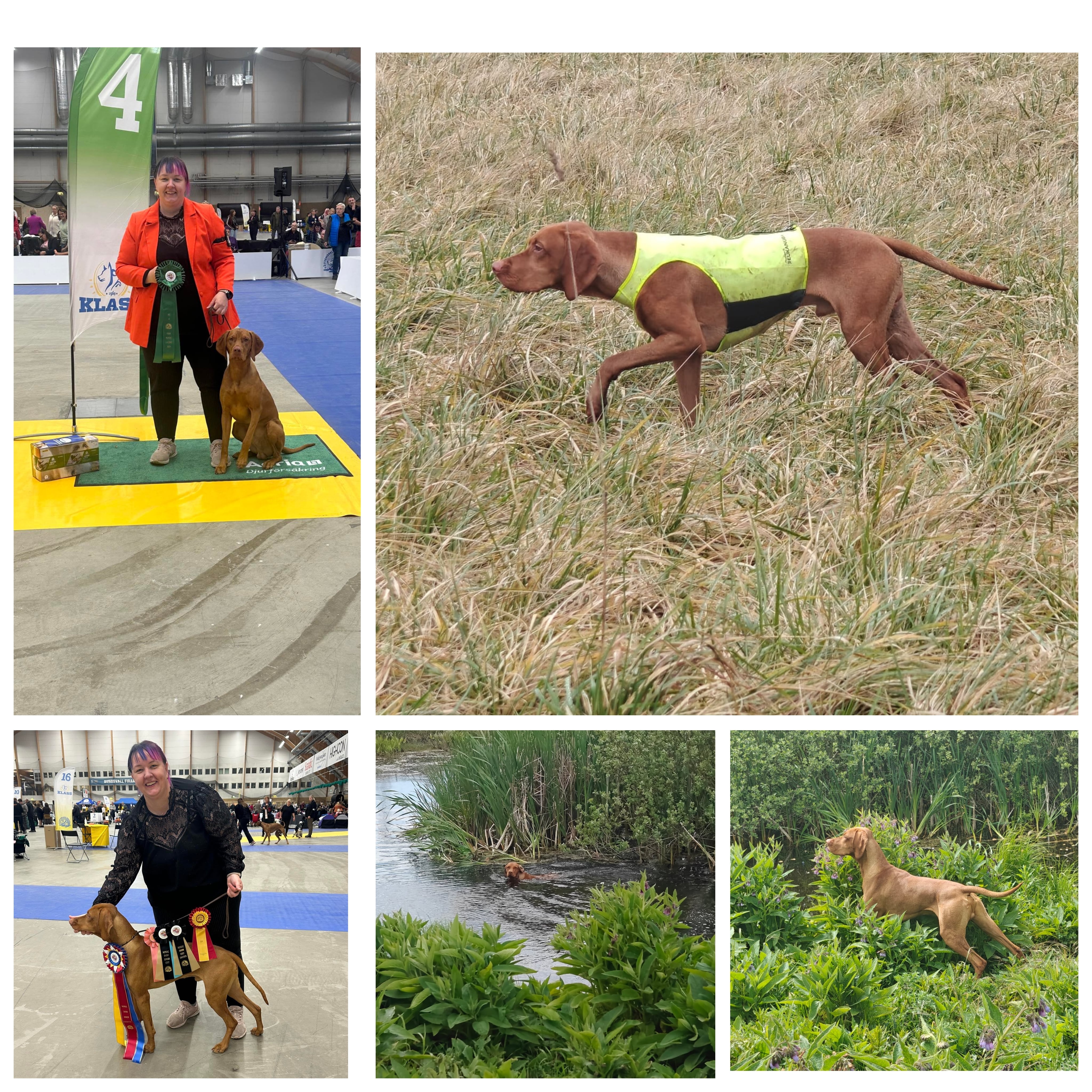 Truntevænget's Yellow Bird DK16412/2023