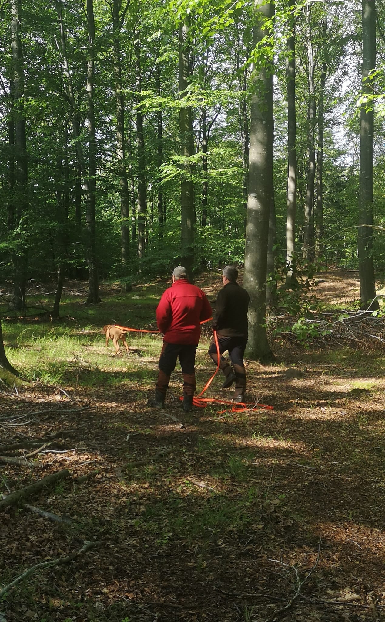 Dansk Vizsla Klub og Langhårsklubben inviterer til schweissprøve