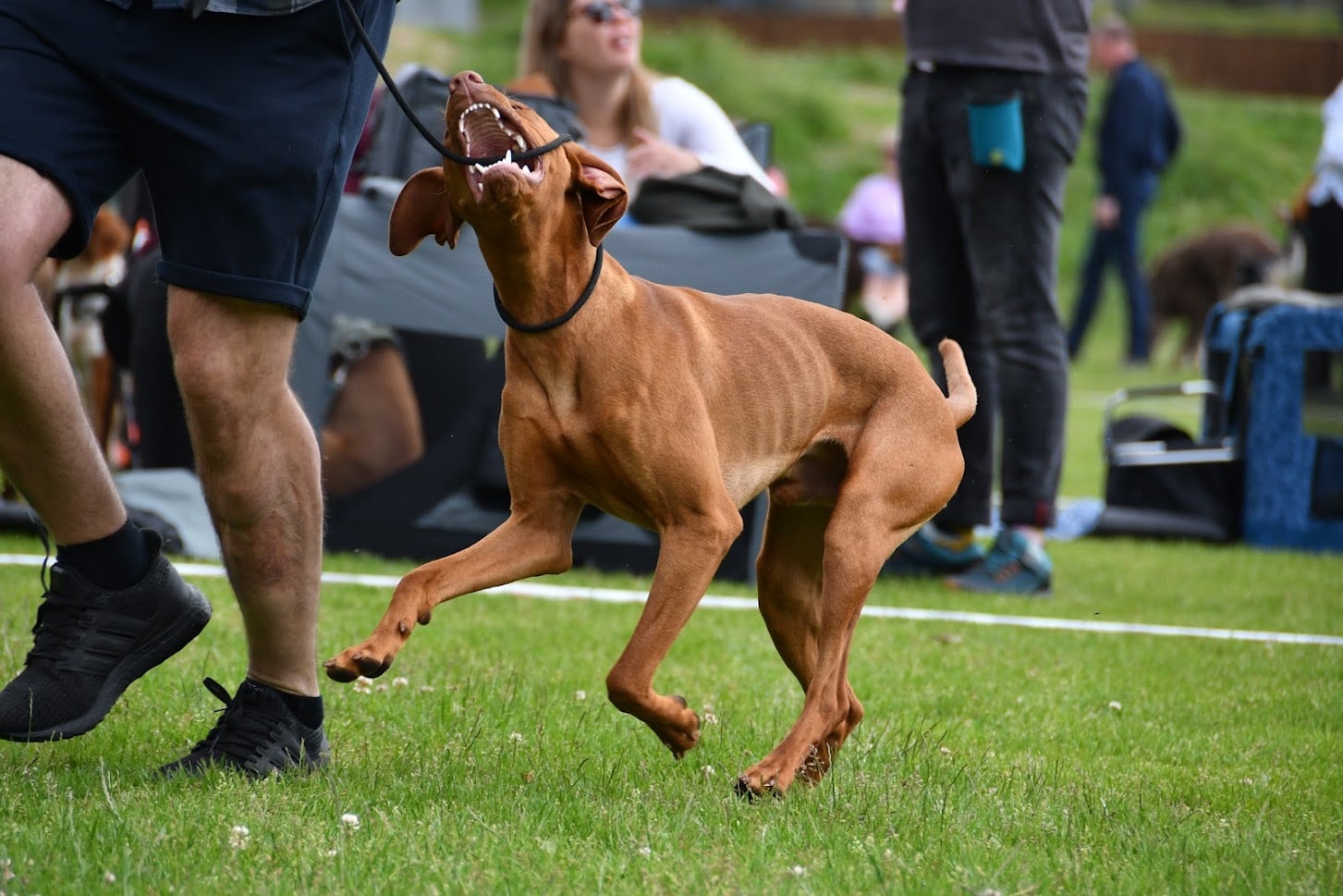 SJD Udstilling i Vissenbjerg