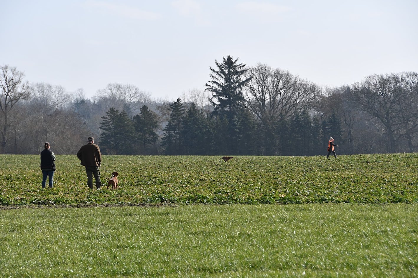 Dansk Vizsla Klub inviterer til forårsmarkprøve