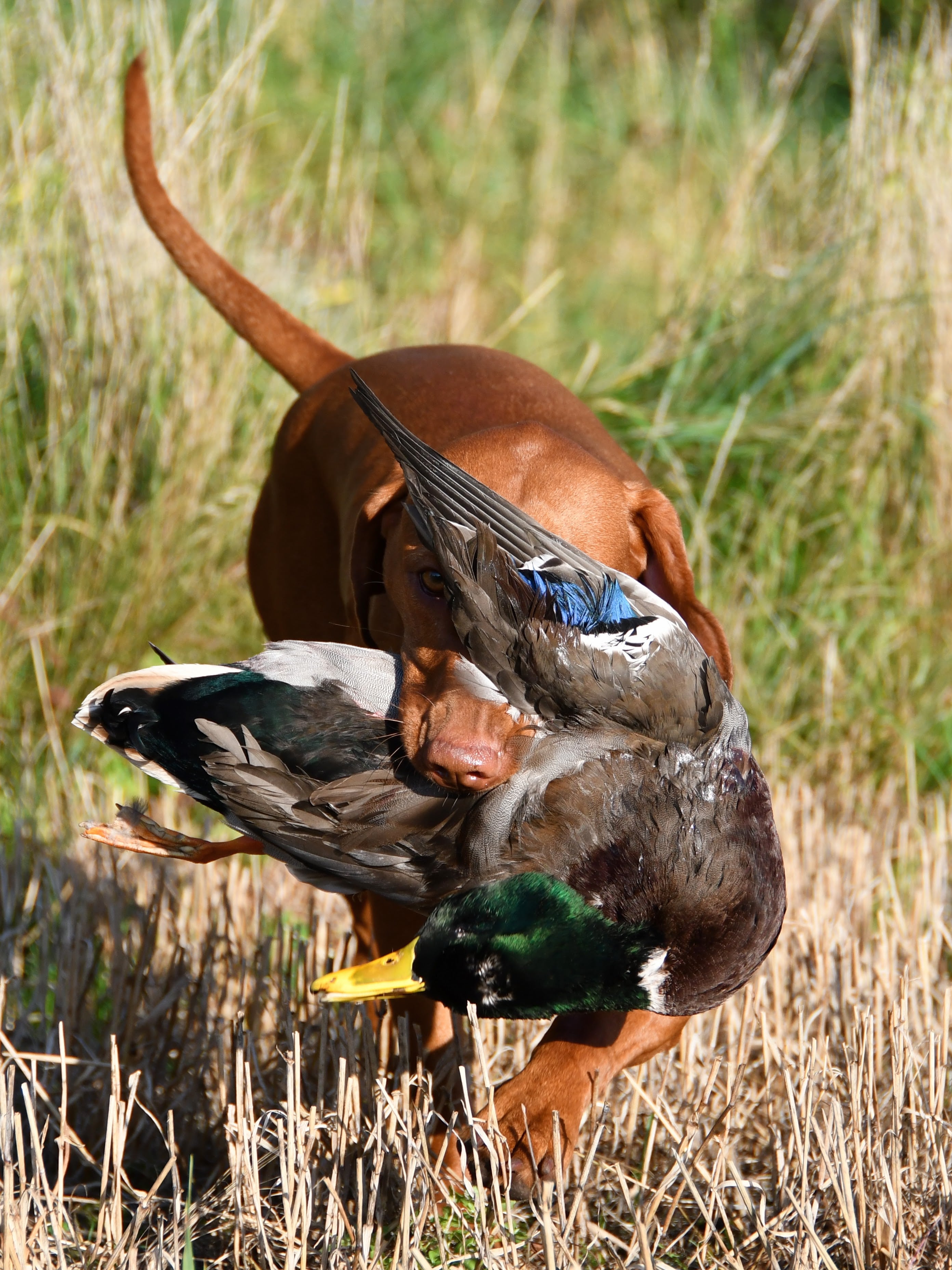 Dansk Vizsla Klub inviterer til apporteringsprøve