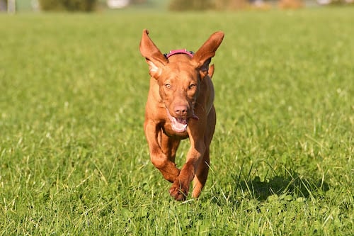 Værd at vide om indavl og indavlsgrad