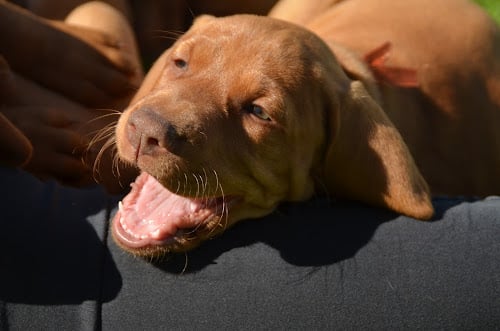 Skal din vizslatæve have hvalpe?