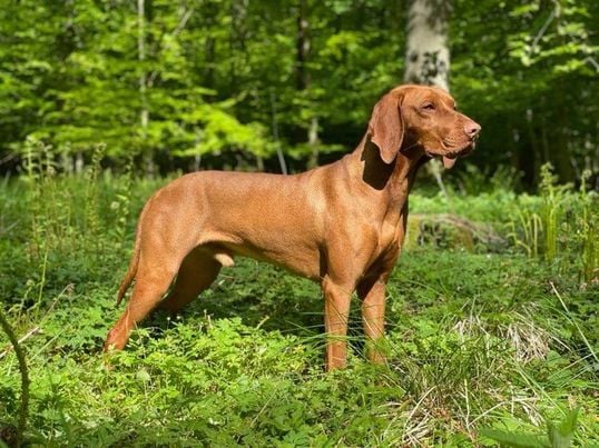 Rugaia´s Echo Falls DK05676/2019