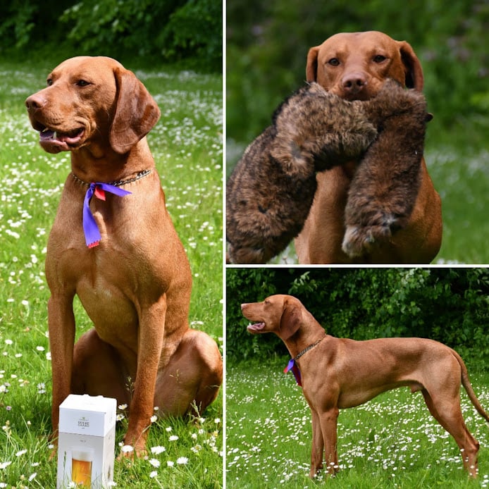 Hazelhunt's Dasher DK00041/2020