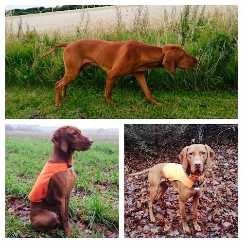 Rønnegaards Tjalfe DK06298/2018