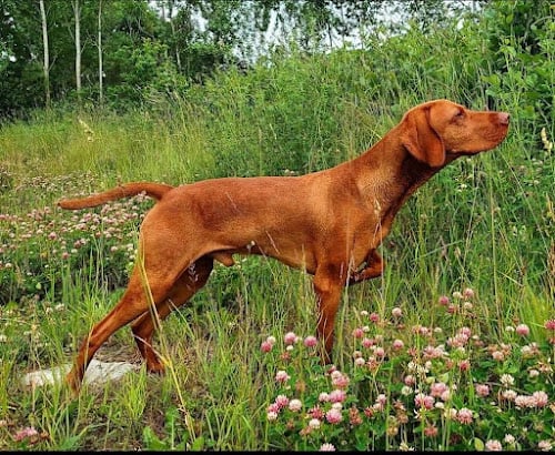 Rønnegaards Týr DK06297/2018