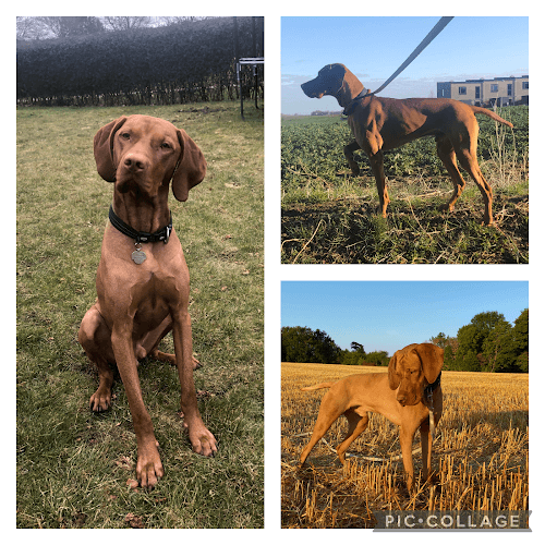 Luka (Carlo) DK04623/2019