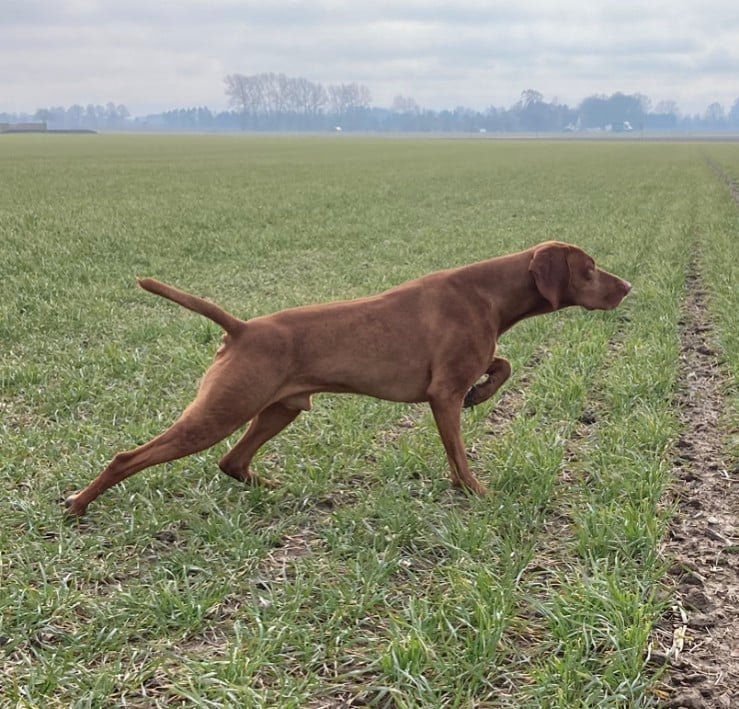 Rønnegaards Simon (Eddie) DK08941/2016