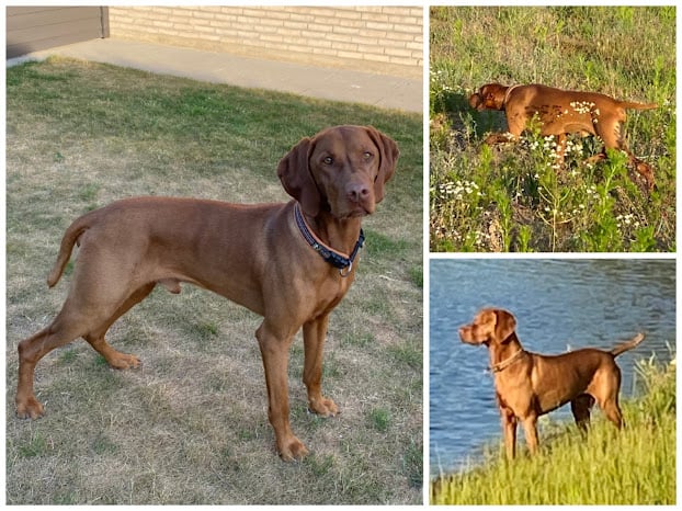 Thasjani's Pilou DK14774/2017