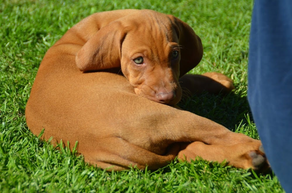 Send følgende oplysninger til webmasterdanskvizslaklub@gmail.com