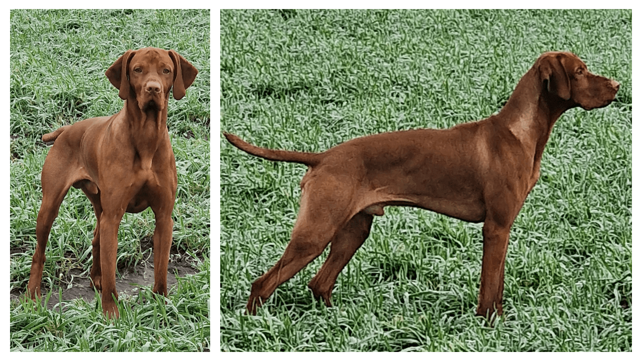 Rønnegaards Xolo DDK08493/2023