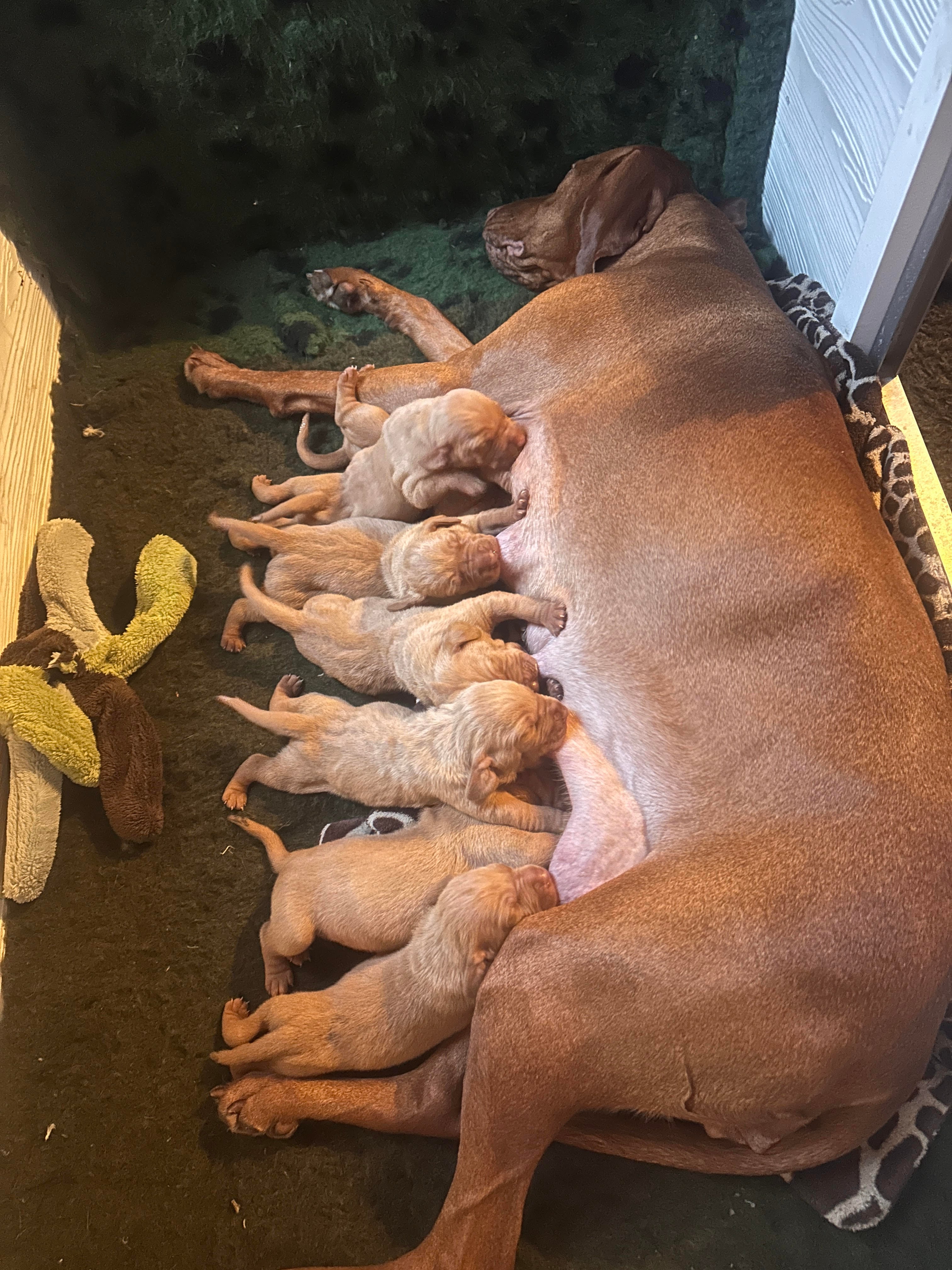 Korthårshvalpe født 12. december 2025